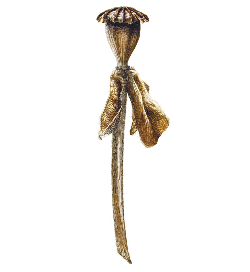 I Painted A Poppy Flower From Birth To Death In Watercolor I Painted A Poppy Flower From Birth To Death In Watercolor