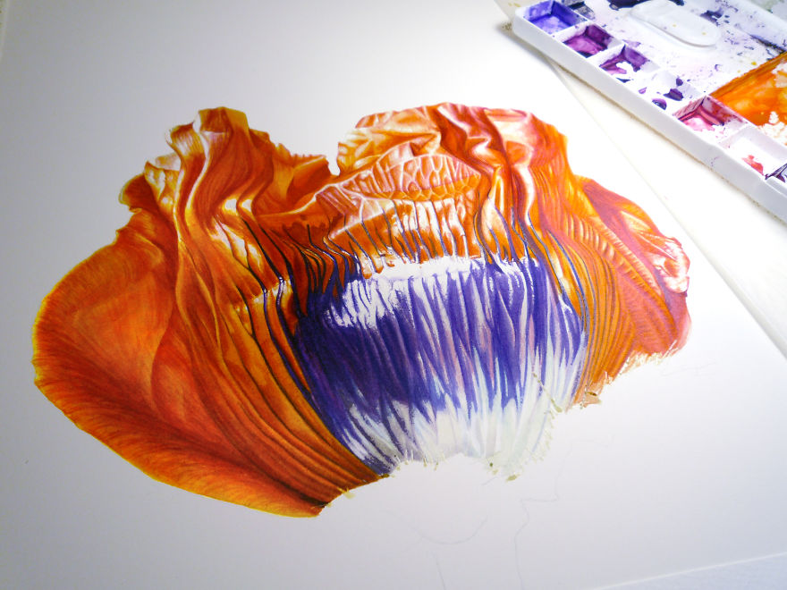 I Painted A Poppy Flower From Birth To Death In Watercolor I Painted A Poppy Flower From Birth To Death In Watercolor