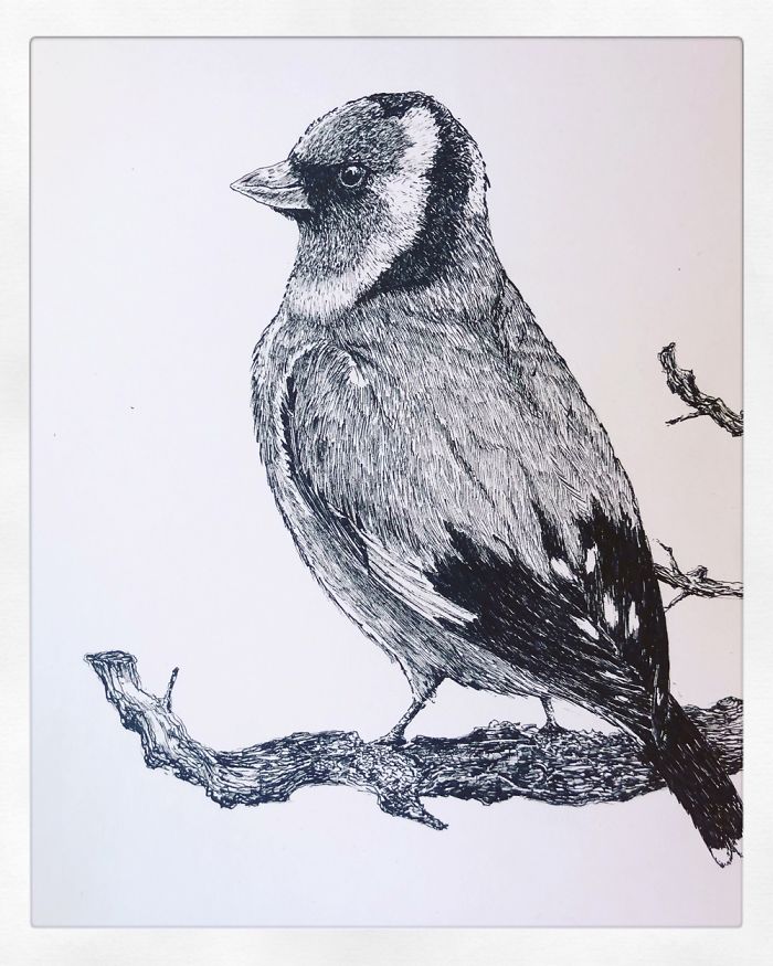 I Create Pen And Ink Drawings