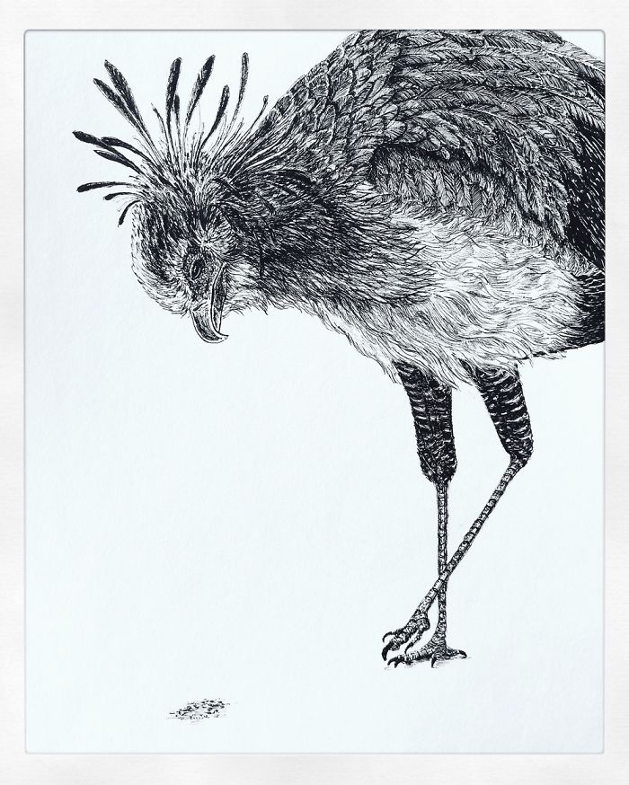 I Create Pen And Ink Drawings