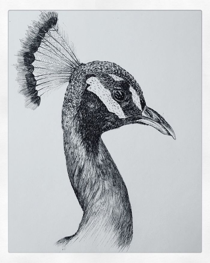 I Create Pen And Ink Drawings