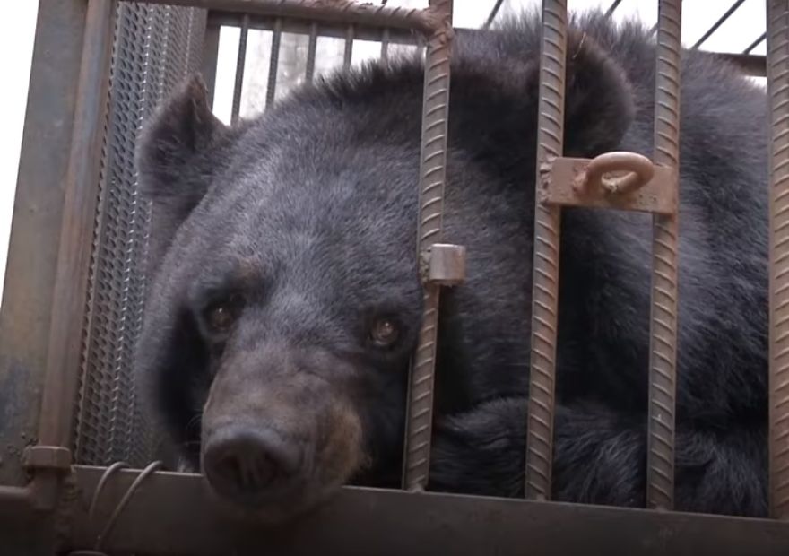 Chinese Family Has Been Taking Care Of A Bear For Two Years Thinking It Was A Dog, Certainly Could Not Keep It Chinese Family Has Been Taking Care Of A Bear For Two Years Thinking It Was A Dog, Certainly Could Not Keep It