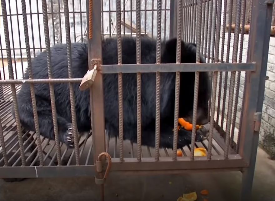 Chinese Family Has Been Taking Care Of A Bear For Two Years Thinking It Was A Dog, Certainly Could Not Keep It Chinese Family Has Been Taking Care Of A Bear For Two Years Thinking It Was A Dog, Certainly Could Not Keep It