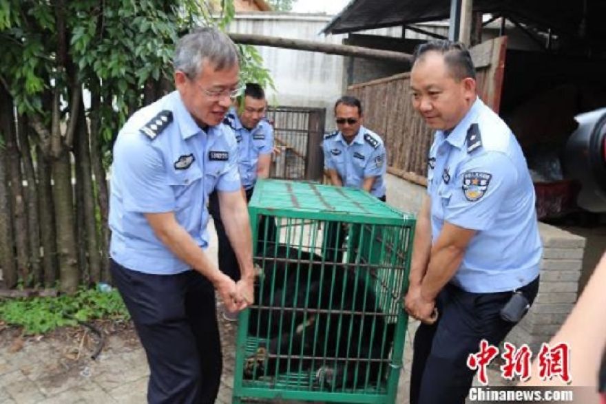 Chinese Family Has Been Taking Care Of A Bear For Two Years Thinking It Was A Dog, Certainly Could Not Keep It Chinese Family Has Been Taking Care Of A Bear For Two Years Thinking It Was A Dog, Certainly Could Not Keep It