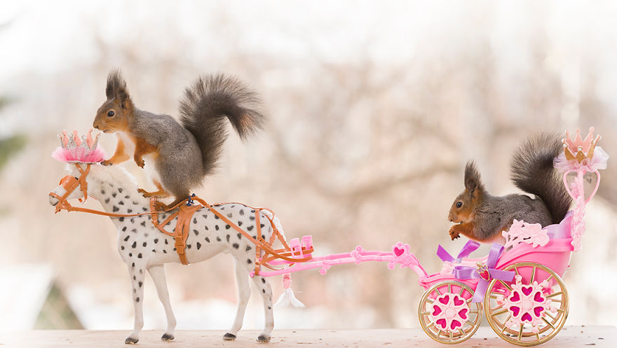 Wild Red Squirrels Get A Royal Wedding Wild Red Squirrels Get A Royal Wedding