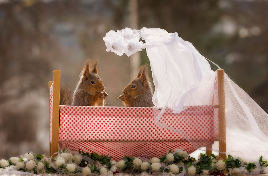 Wild Red Squirrels Get A Royal Wedding Wild Red Squirrels Get A Royal Wedding