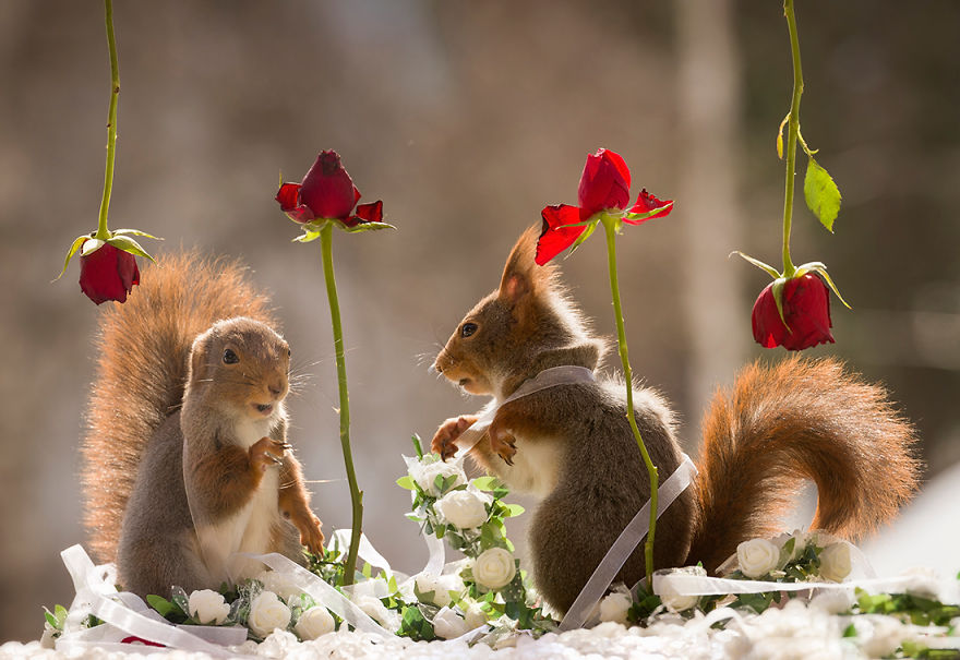 Wild Red Squirrels Get A Royal Wedding Wild Red Squirrels Get A Royal Wedding