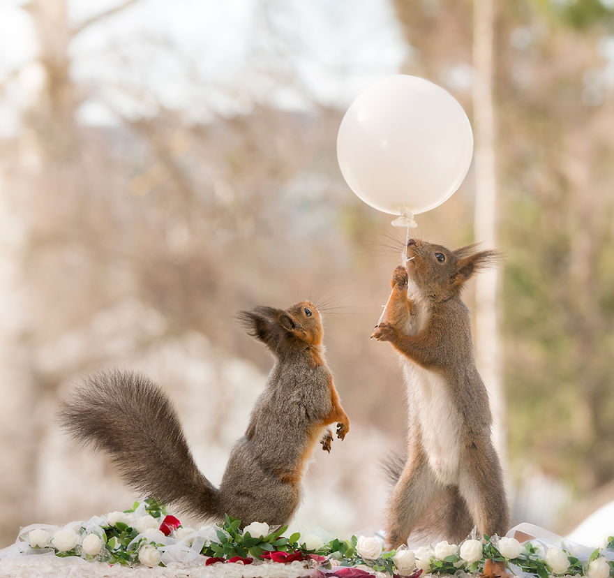 Wild Red Squirrels Get A Royal Wedding Wild Red Squirrels Get A Royal Wedding