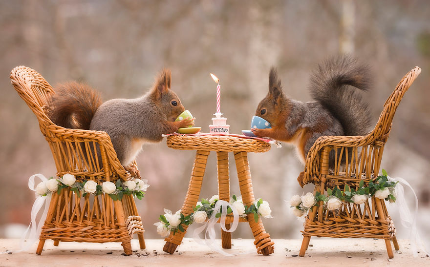 Wild Red Squirrels Get A Royal Wedding Wild Red Squirrels Get A Royal Wedding