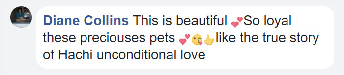 This Dog Spends 12 Hours Every Day Looking Towards The Station, Proves We Do Not Deserve Dogs