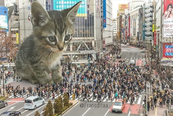 This Guy Photoshops Cats Into Giants And The Result Is Meow-nificent This Guy Photoshops Cats Into Giants And The Result Is Meow-nificent