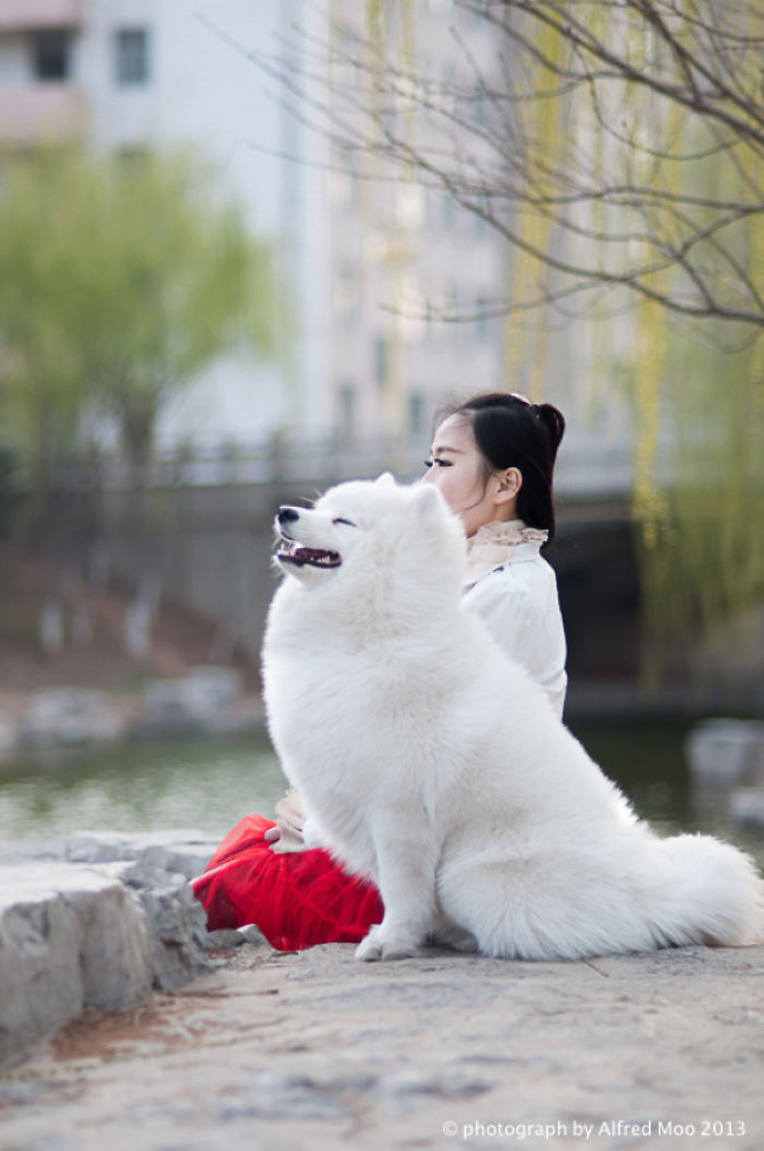 If These 302 Samoyed Photos Don’t Make You Smile, Nothing Will If These 302 Samoyed Photos Don’t Make You Smile, Nothing Will