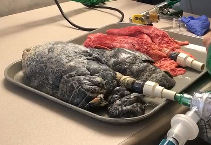 Shocking Video Of Nurse Inflating Healthy Lungs Vs Smoker’s Reveals What Cigarettes Really Do To You Shocking Video Of Nurse Inflating Healthy Lungs Vs Smoker’s Reveals What Cigarettes Really Do To You