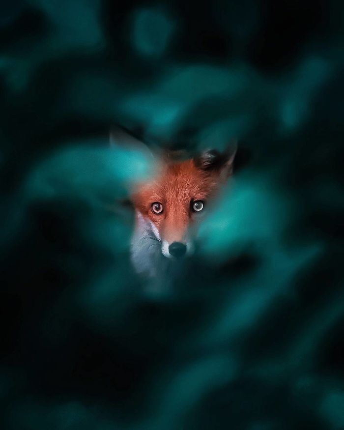 Finnish Photographer Shoots Foxes, And We Can’t Finnish Looking At Them Finnish Photographer Shoots Foxes, And We Can’t Finnish Looking At Them