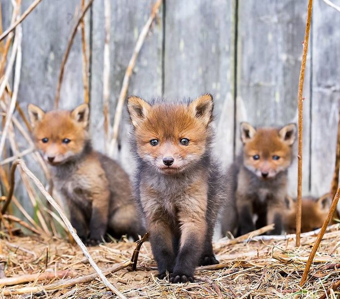 Finnish Photographer Shoots Foxes, And We Can’t Finnish Looking At Them Finnish Photographer Shoots Foxes, And We Can’t Finnish Looking At Them