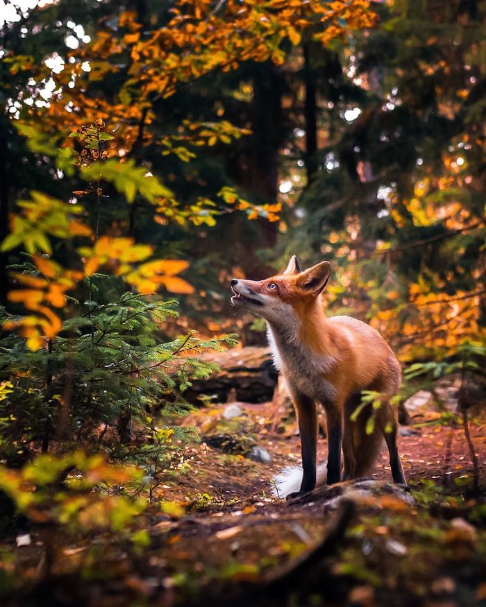 Finnish Photographer Shoots Foxes, And We Can’t Finnish Looking At Them Finnish Photographer Shoots Foxes, And We Can’t Finnish Looking At Them