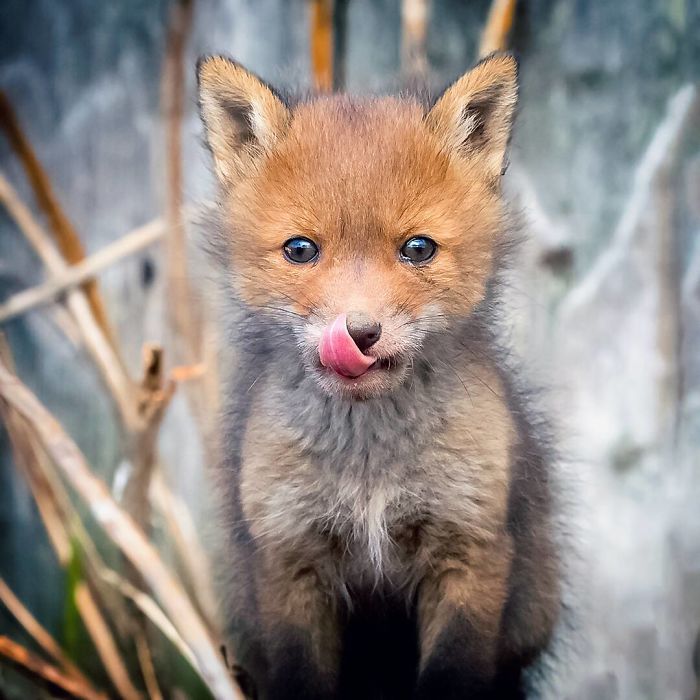 Finnish Photographer Shoots Foxes, And We Can’t Finnish Looking At Them Finnish Photographer Shoots Foxes, And We Can’t Finnish Looking At Them