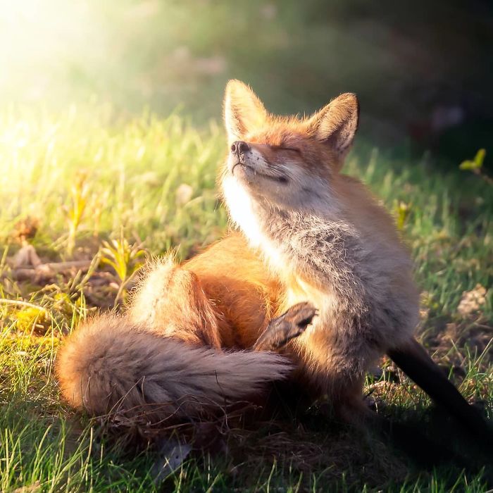 Finnish Photographer Shoots Foxes, And We Can’t Finnish Looking At Them Finnish Photographer Shoots Foxes, And We Can’t Finnish Looking At Them