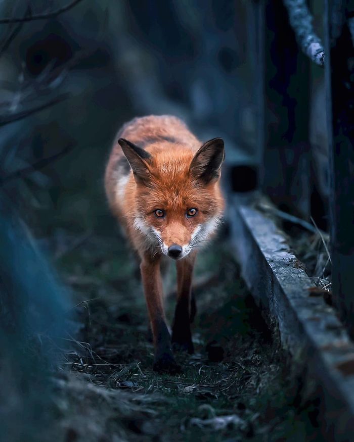 Finnish Photographer Shoots Foxes, And We Can’t Finnish Looking At Them Finnish Photographer Shoots Foxes, And We Can’t Finnish Looking At Them