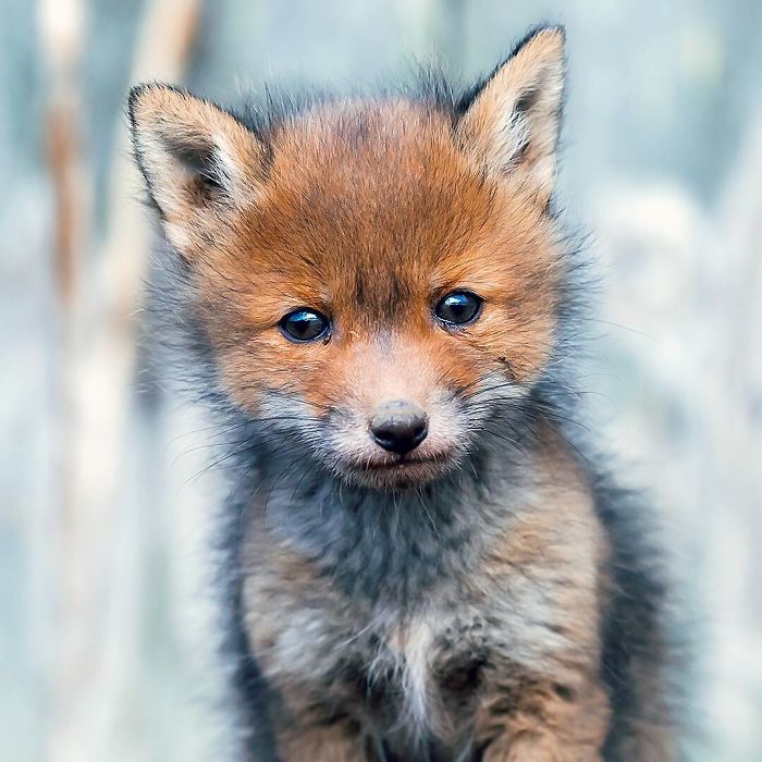 Finnish Photographer Shoots Foxes, And We Can’t Finnish Looking At Them Finnish Photographer Shoots Foxes, And We Can’t Finnish Looking At Them