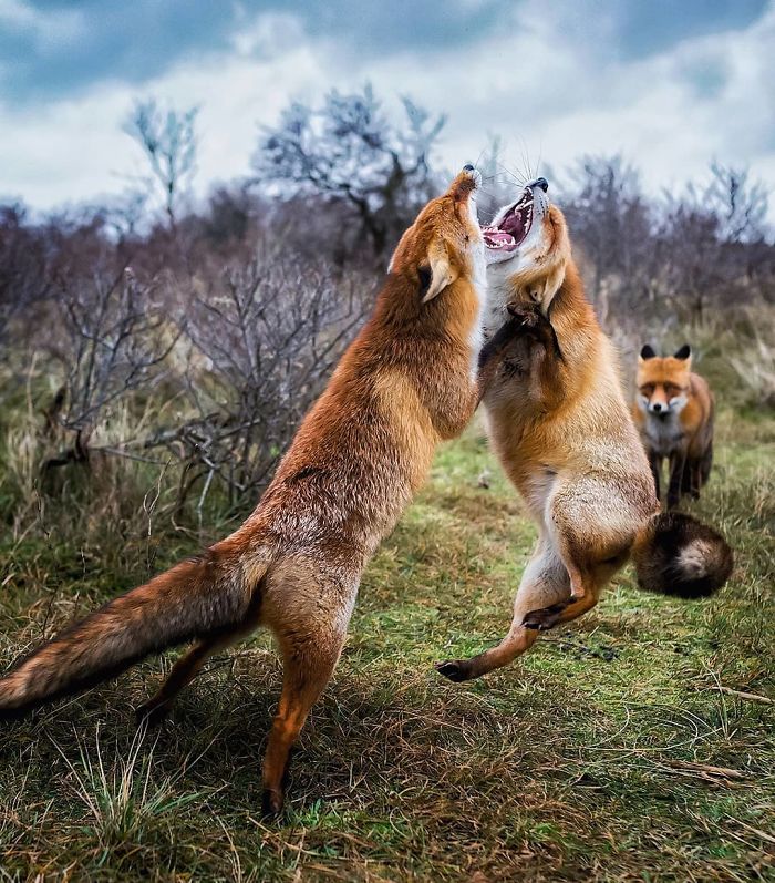Finnish Photographer Shoots Foxes, And We Can’t Finnish Looking At Them Finnish Photographer Shoots Foxes, And We Can’t Finnish Looking At Them