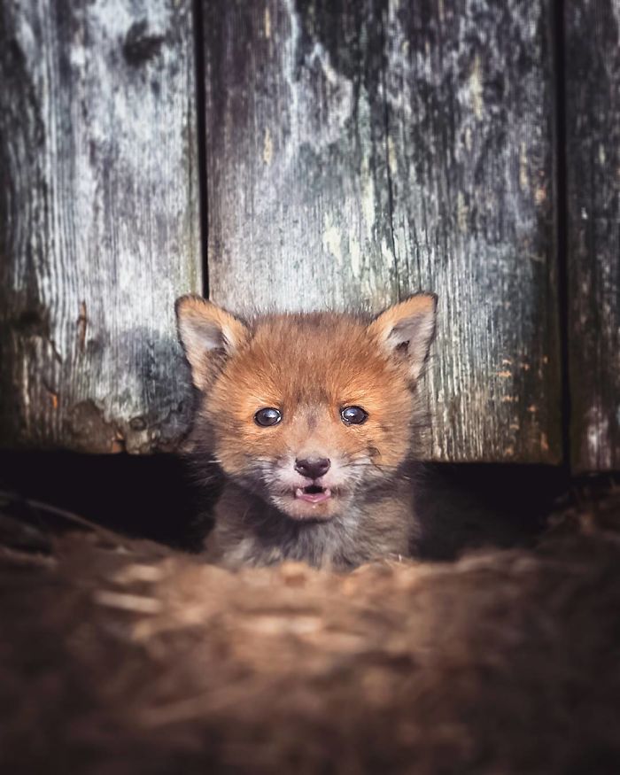 Finnish Photographer Shoots Foxes, And We Can’t Finnish Looking At Them Finnish Photographer Shoots Foxes, And We Can’t Finnish Looking At Them
