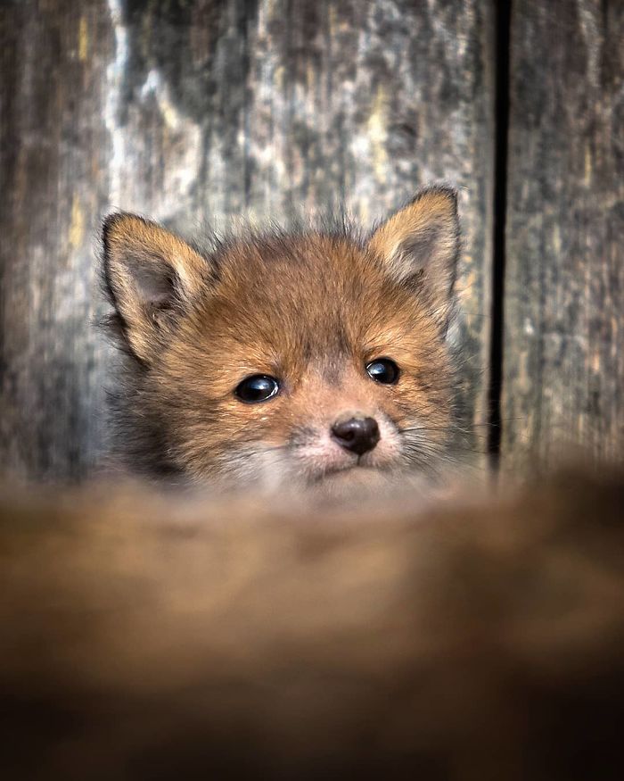 Finnish Photographer Shoots Foxes, And We Can’t Finnish Looking At Them Finnish Photographer Shoots Foxes, And We Can’t Finnish Looking At Them