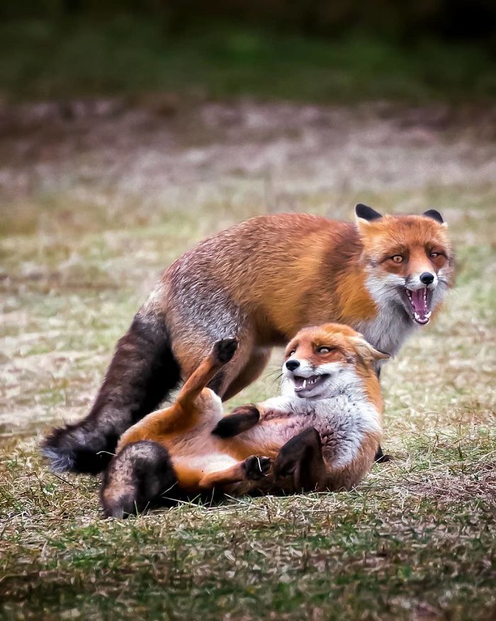Finnish Photographer Shoots Foxes, And We Can’t Finnish Looking At Them Finnish Photographer Shoots Foxes, And We Can’t Finnish Looking At Them