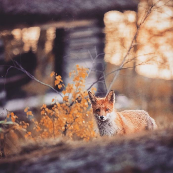 Finnish Photographer Shoots Foxes, And We Can’t Finnish Looking At Them Finnish Photographer Shoots Foxes, And We Can’t Finnish Looking At Them
