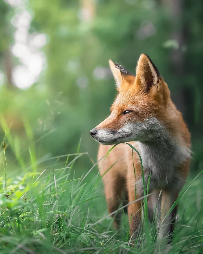 Finnish Photographer Shoots Foxes, And We Can’t Finnish Looking At Them Finnish Photographer Shoots Foxes, And We Can’t Finnish Looking At Them