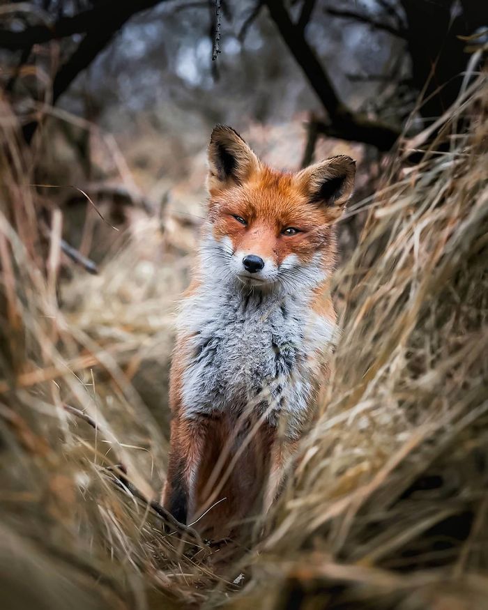 Finnish Photographer Shoots Foxes, And We Can’t Finnish Looking At Them Finnish Photographer Shoots Foxes, And We Can’t Finnish Looking At Them