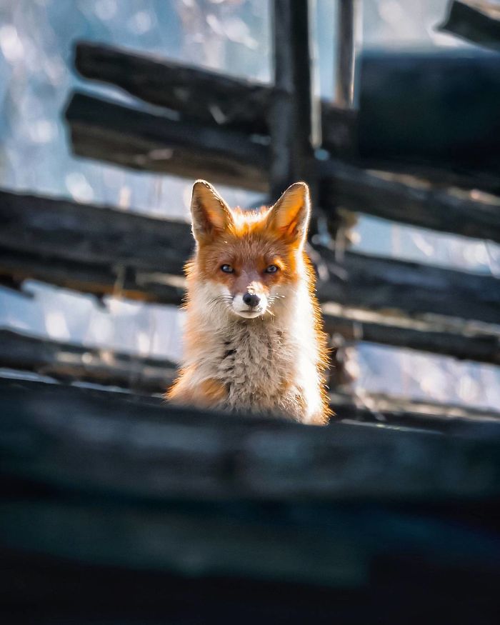 Finnish Photographer Shoots Foxes, And We Can’t Finnish Looking At Them Finnish Photographer Shoots Foxes, And We Can’t Finnish Looking At Them