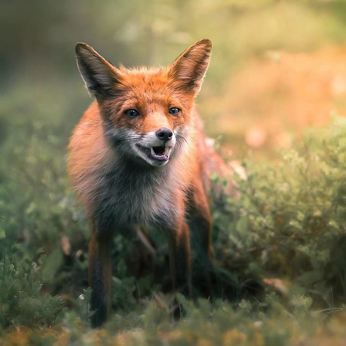 Finnish Photographer Shoots Foxes, And We Can’t Finnish Looking At Them Finnish Photographer Shoots Foxes, And We Can’t Finnish Looking At Them