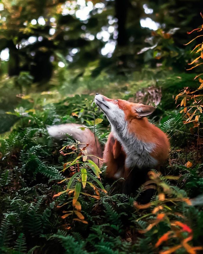 Finnish Photographer Shoots Foxes, And We Can’t Finnish Looking At Them Finnish Photographer Shoots Foxes, And We Can’t Finnish Looking At Them