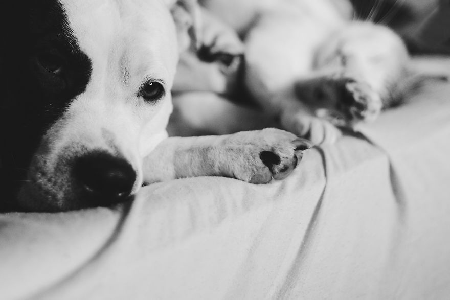 I Documented The 10 Year Friendship Of My American Staffie And Adopted Kitten And This Is What It Looks Like I Documented The 10 Year Friendship Of My American Staffie And Adopted Kitten And This Is What It Looks Like