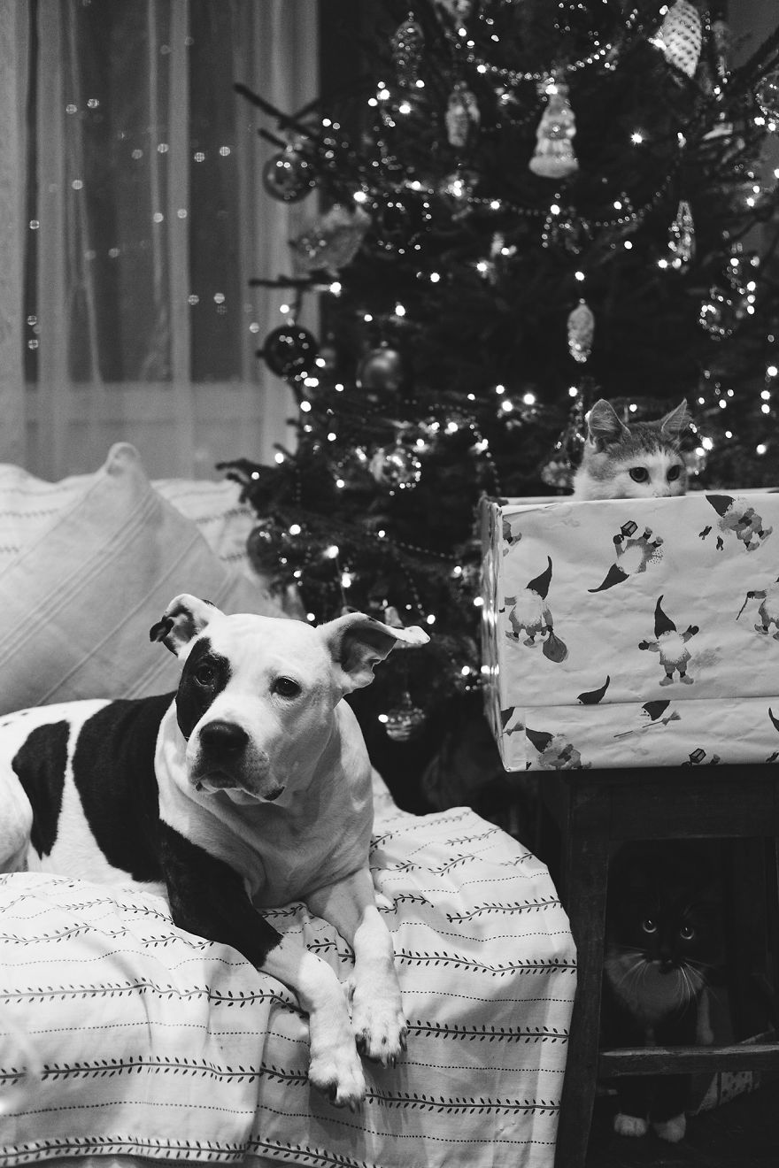 I Documented The 10 Year Friendship Of My American Staffie And Adopted Kitten And This Is What It Looks Like I Documented The 10 Year Friendship Of My American Staffie And Adopted Kitten And This Is What It Looks Like