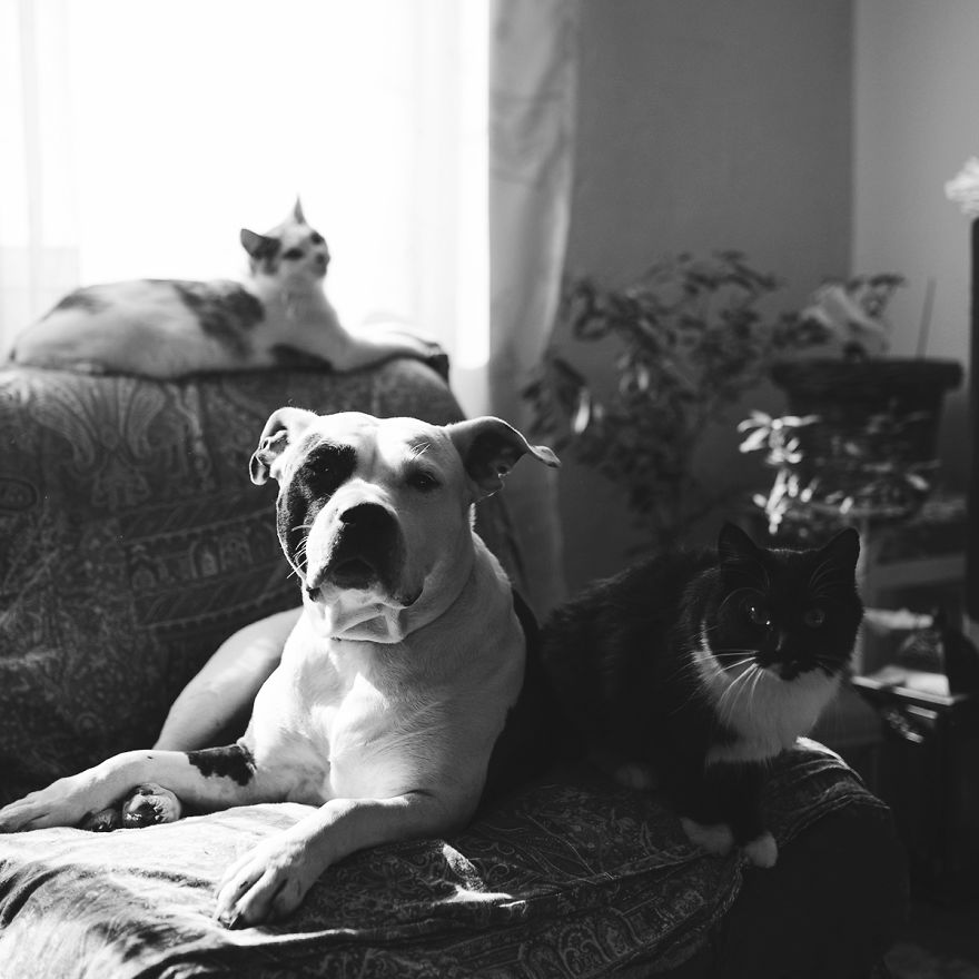 I Documented The 10 Year Friendship Of My American Staffie And Adopted Kitten And This Is What It Looks Like I Documented The 10 Year Friendship Of My American Staffie And Adopted Kitten And This Is What It Looks Like