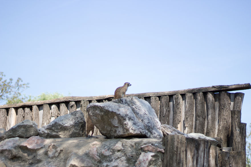 I Went To The Budapest Zoo To Take Some Real Pics. I Went To The Budapest Zoo To Take Some Real Pics.