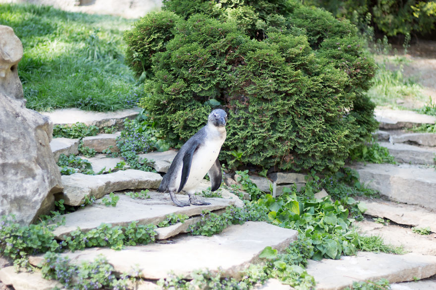 I Went To The Budapest Zoo To Take Some Real Pics. I Went To The Budapest Zoo To Take Some Real Pics.