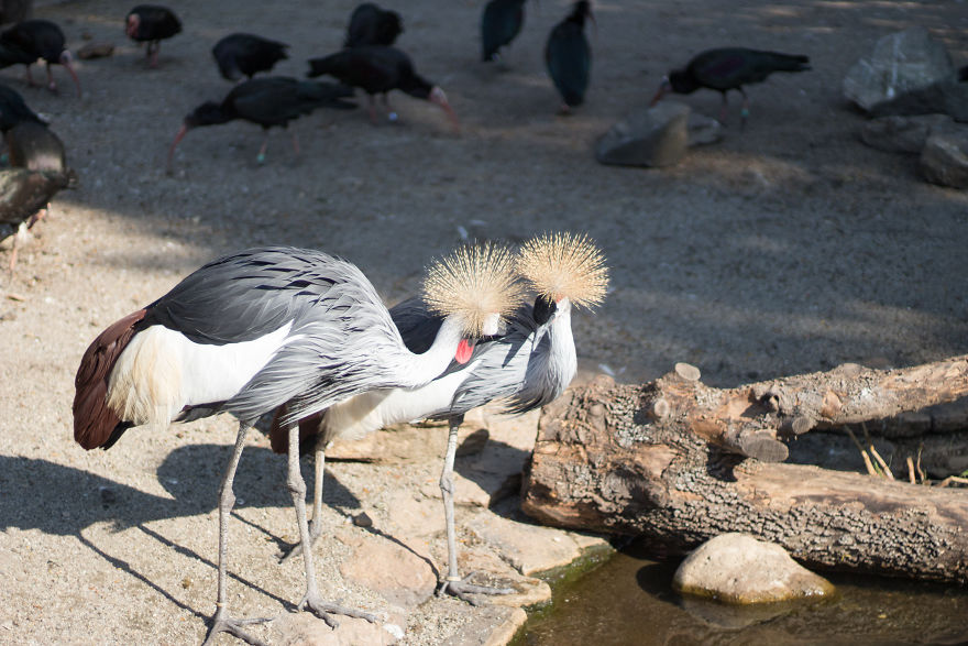 I Went To The Budapest Zoo To Take Some Real Pics. I Went To The Budapest Zoo To Take Some Real Pics.