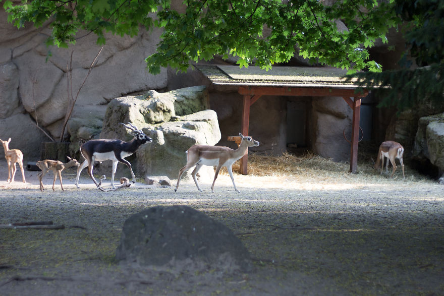 I Went To The Budapest Zoo To Take Some Real Pics. I Went To The Budapest Zoo To Take Some Real Pics.