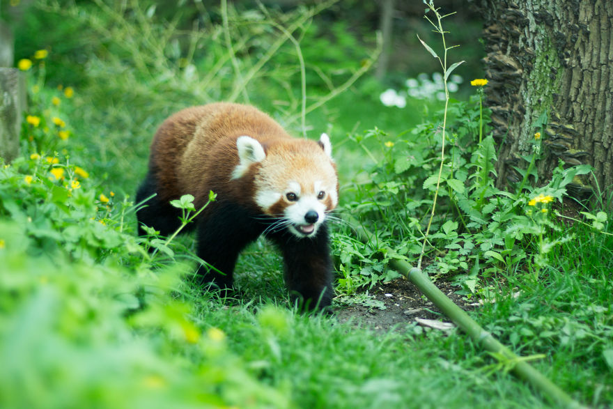 I Went To The Budapest Zoo To Take Some Real Pics. I Went To The Budapest Zoo To Take Some Real Pics.