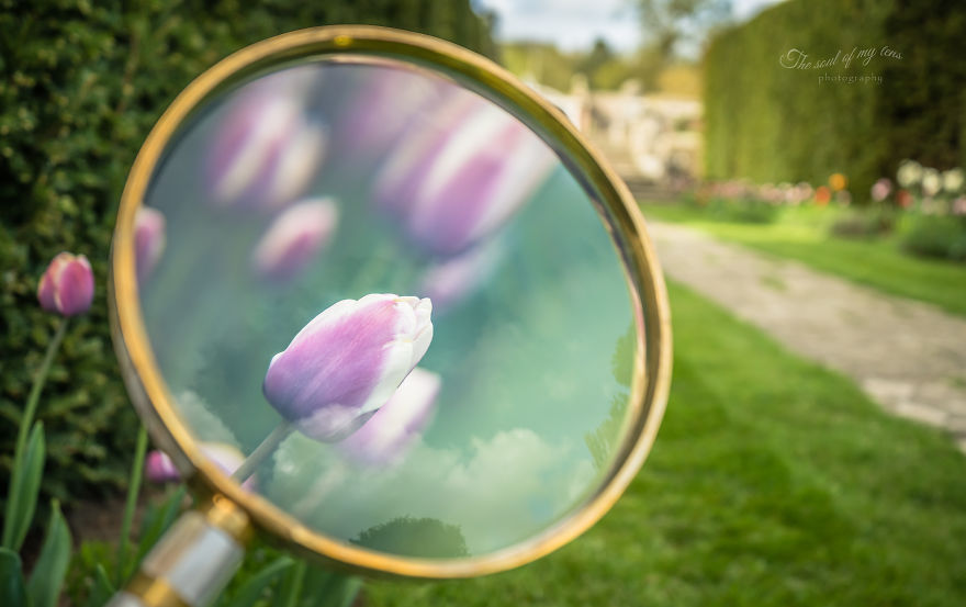 I Found This Magnifying Glass At A Flea Market, And Decided To Capture The Beauty Of Spring
