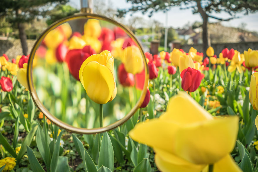I Found This Magnifying Glass At A Flea Market, And Decided To Capture The Beauty Of Spring