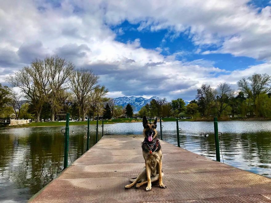 Couple Adopts Stray Dog And… Her Experience Is So Enviable Couple Adopts Stray Dog And… Her Experience Is So Enviable