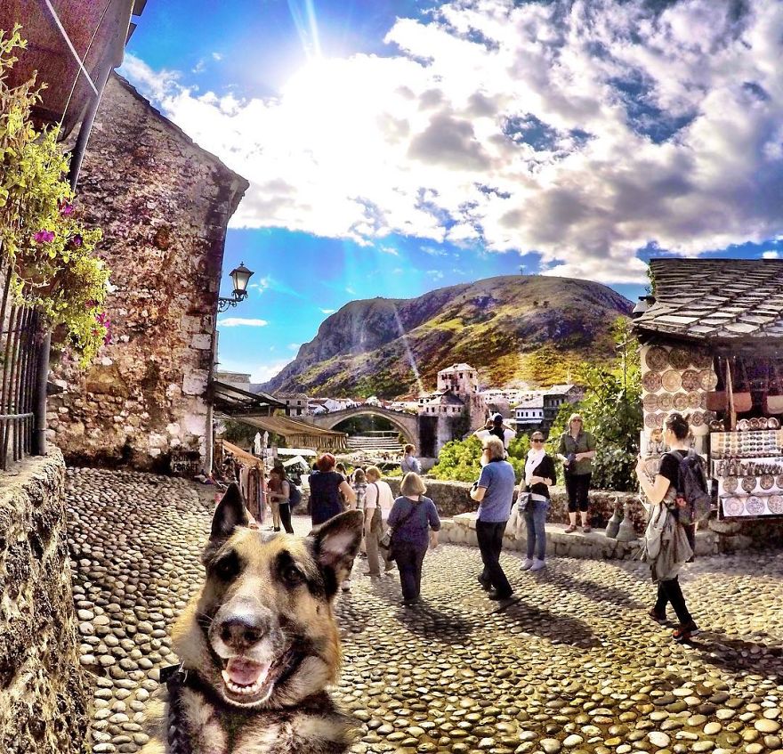 Couple Adopts Stray Dog And… Her Experience Is So Enviable Couple Adopts Stray Dog And… Her Experience Is So Enviable