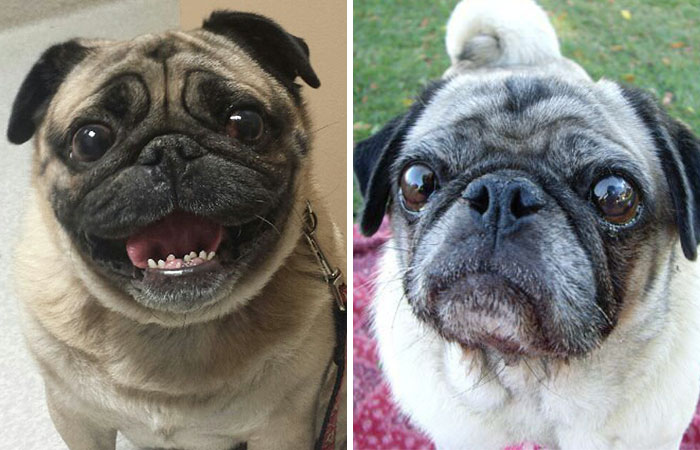 50% Of Short-Nosed Dogs Can’t Breathe Properly And Here’s How To Fix It