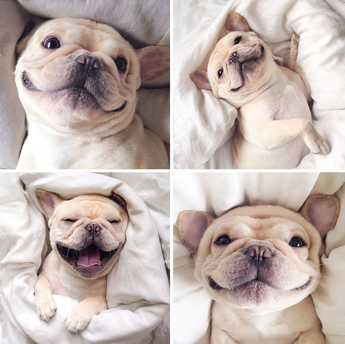 50% Of Short-Nosed Dogs Can’t Breathe Properly And Here’s How To Fix It