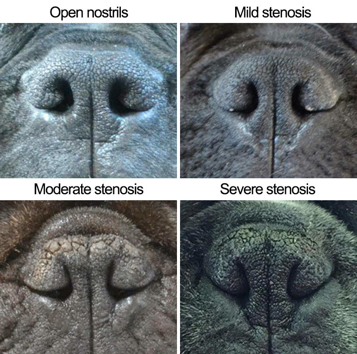 50% Of Short-Nosed Dogs Can’t Breathe Properly And Here’s How To Fix It 50% Of Short-Nosed Dogs Can’t Breathe Properly And Here’s How To Fix It