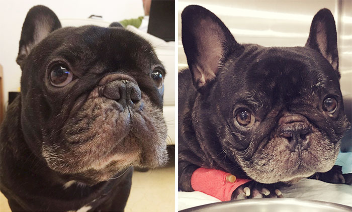 50% Of Short-Nosed Dogs Can’t Breathe Properly And Here’s How To Fix It